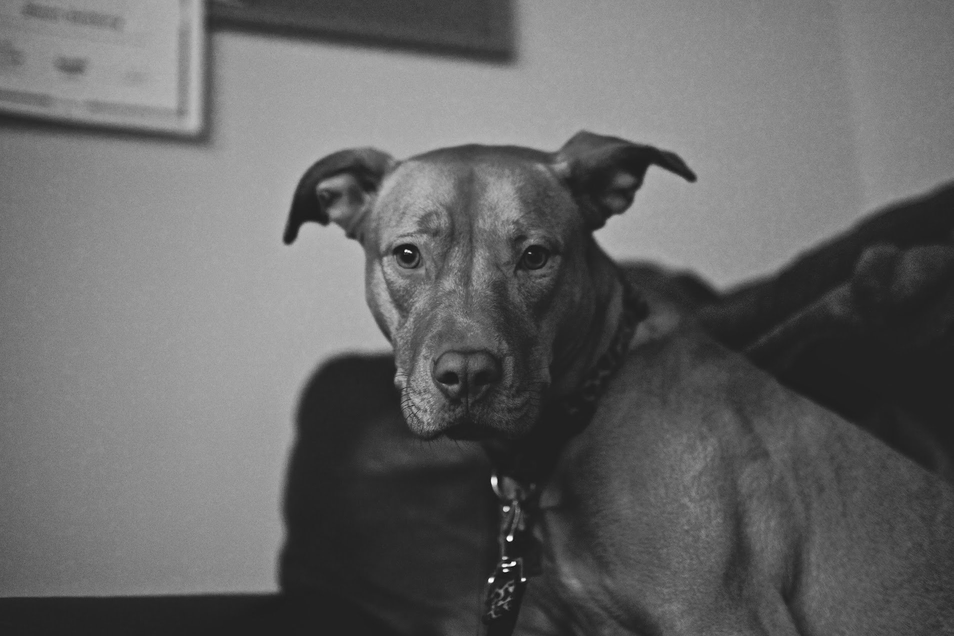 The First Decade, Raincity's Zenplanner Wrapped