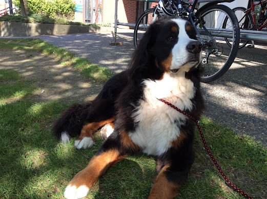 The First Decade, Raincity's Zenplanner Wrapped