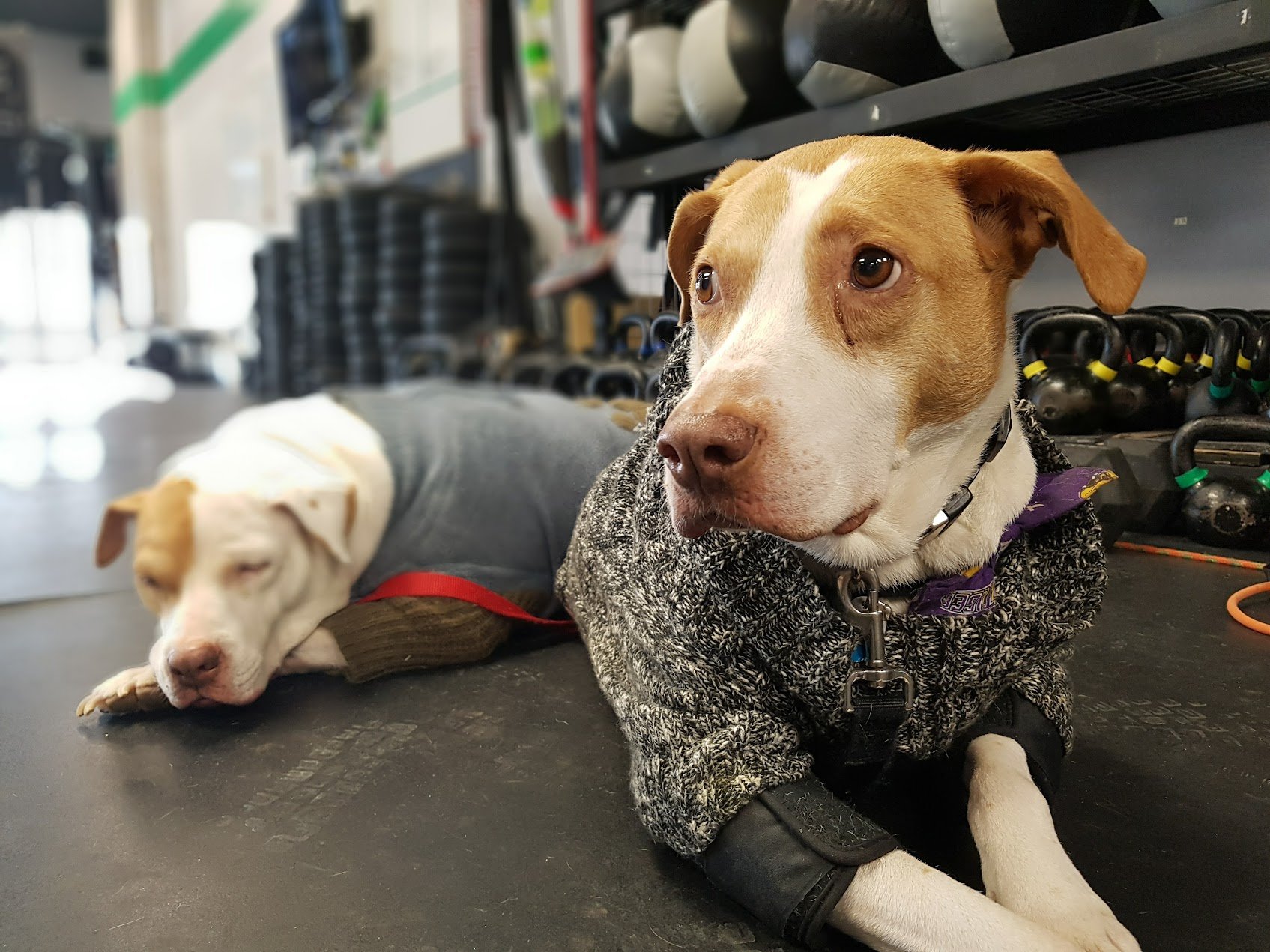 The First Decade, Raincity's Zenplanner Wrapped