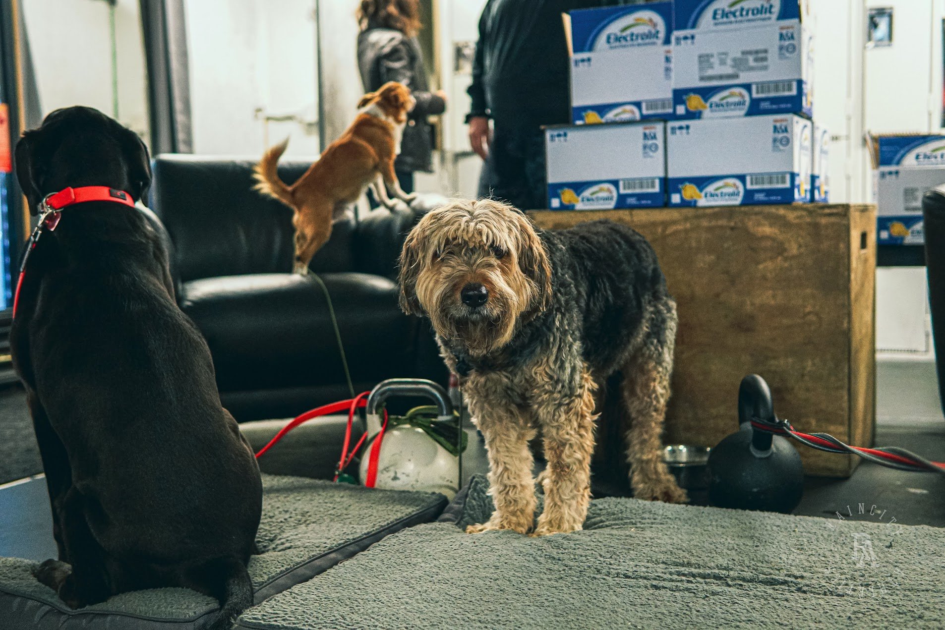 The First Decade, Raincity's Zenplanner Wrapped