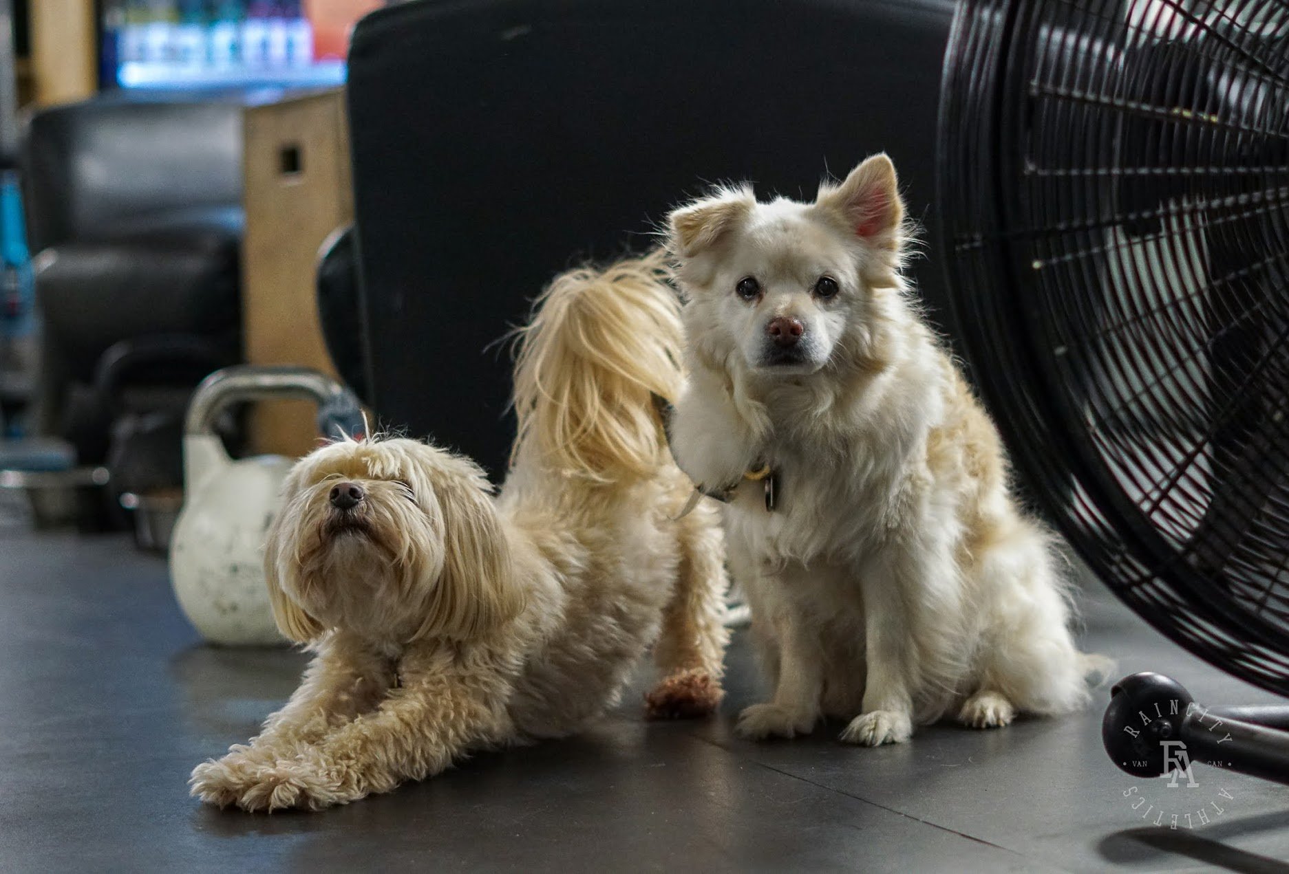 The First Decade, Raincity's Zenplanner Wrapped