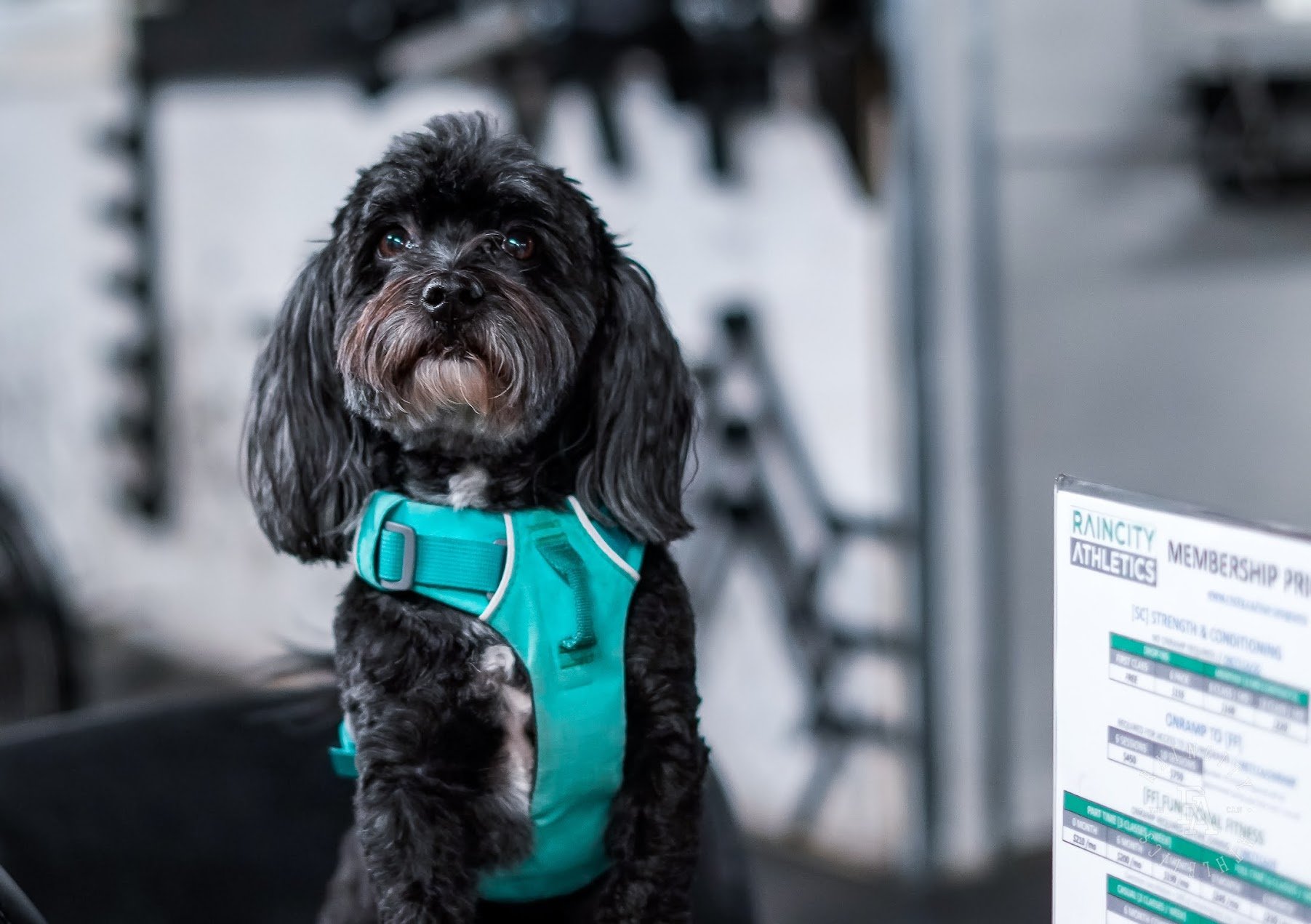 The First Decade, Raincity's Zenplanner Wrapped