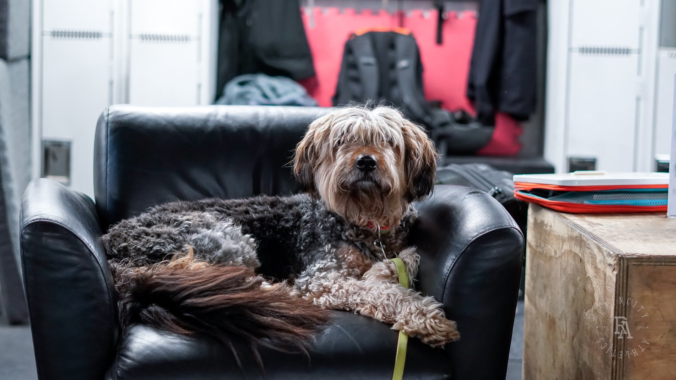 The First Decade, Raincity's Zenplanner Wrapped