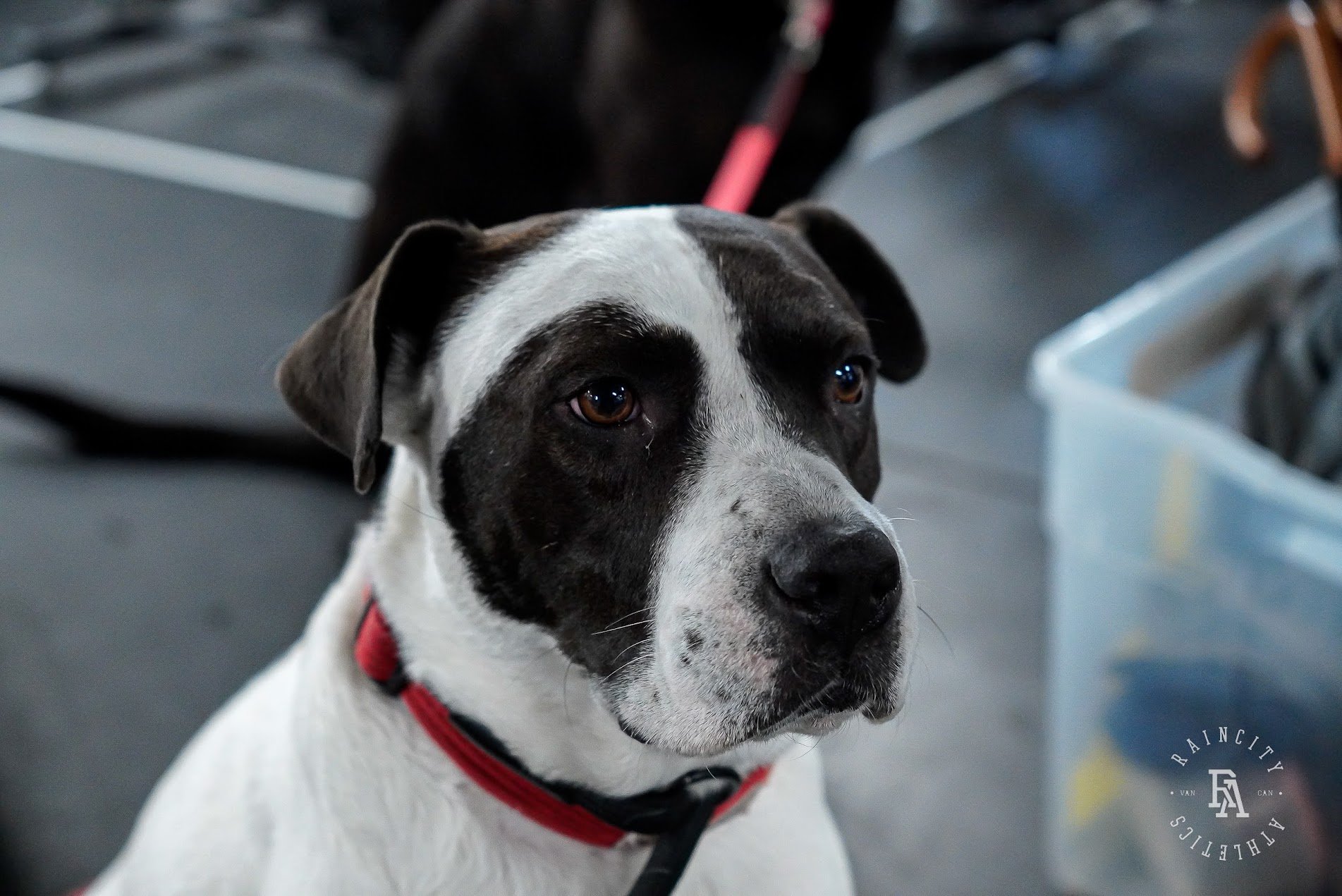 The First Decade, Raincity's Zenplanner Wrapped