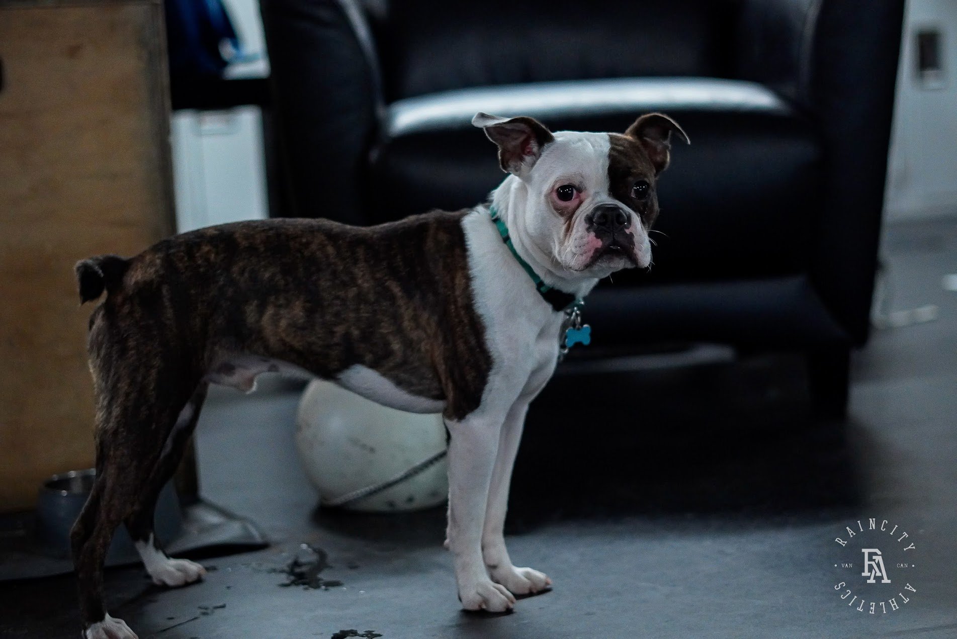 The First Decade, Raincity's Zenplanner Wrapped