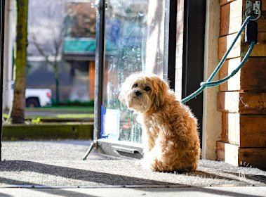 The First Decade, Raincity's Zenplanner Wrapped