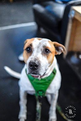 The First Decade, Raincity's Zenplanner Wrapped