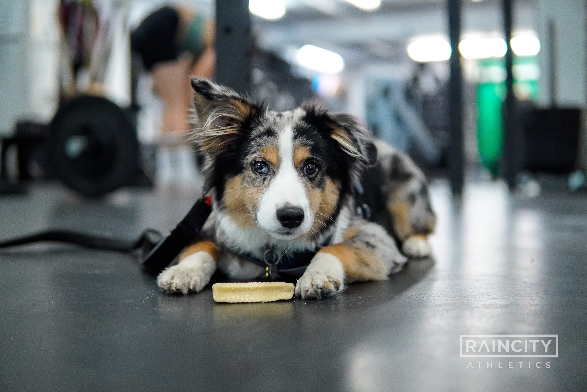 The First Decade, Raincity's Zenplanner Wrapped