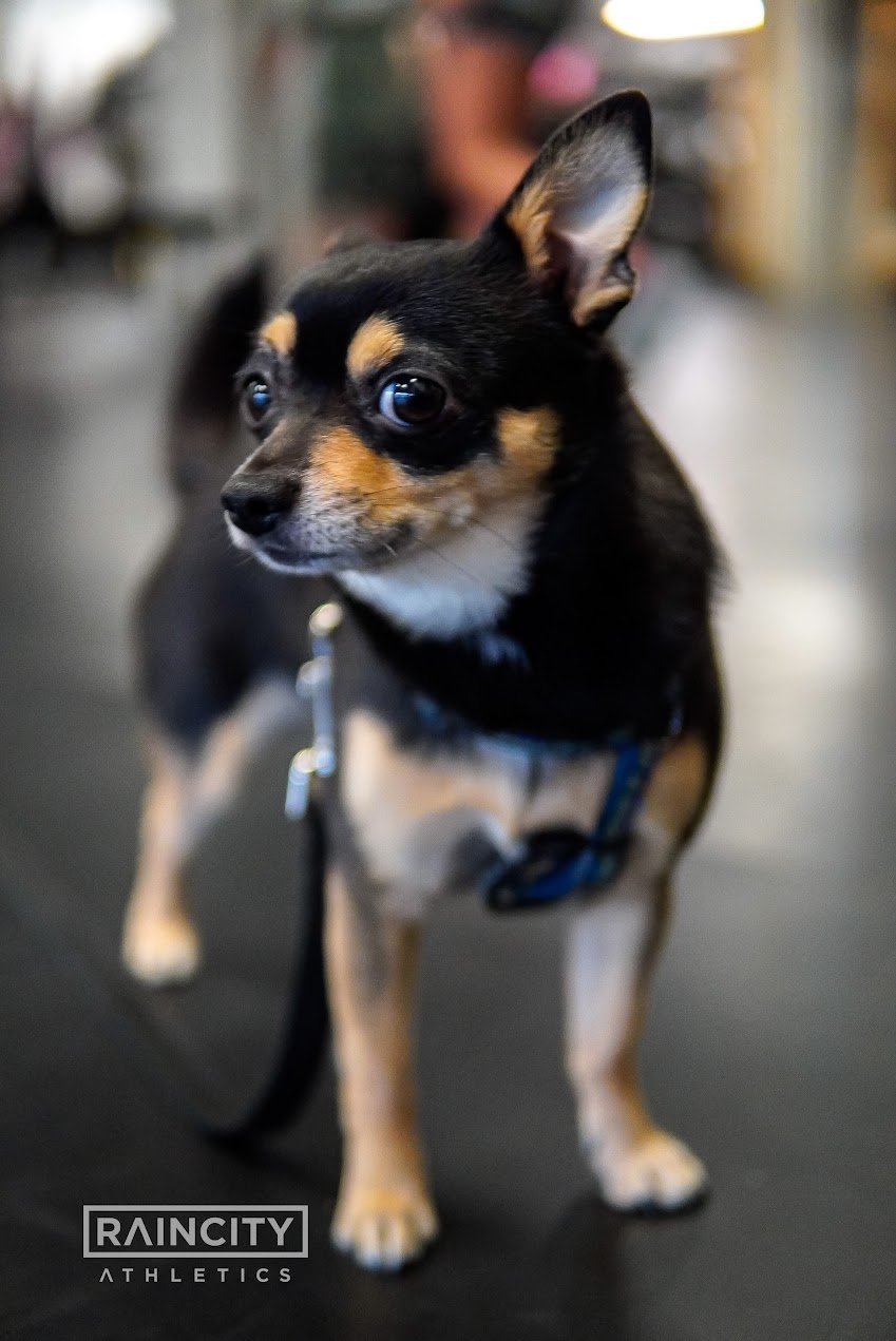 The First Decade, Raincity's Zenplanner Wrapped