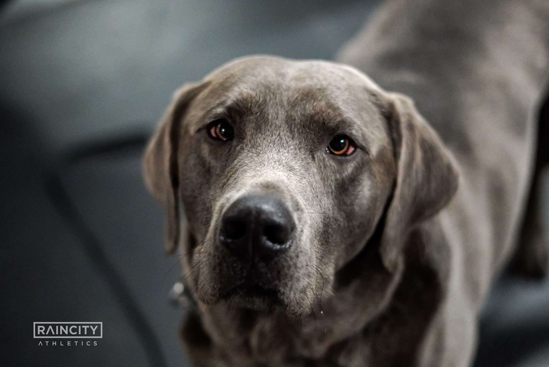 The First Decade, Raincity's Zenplanner Wrapped