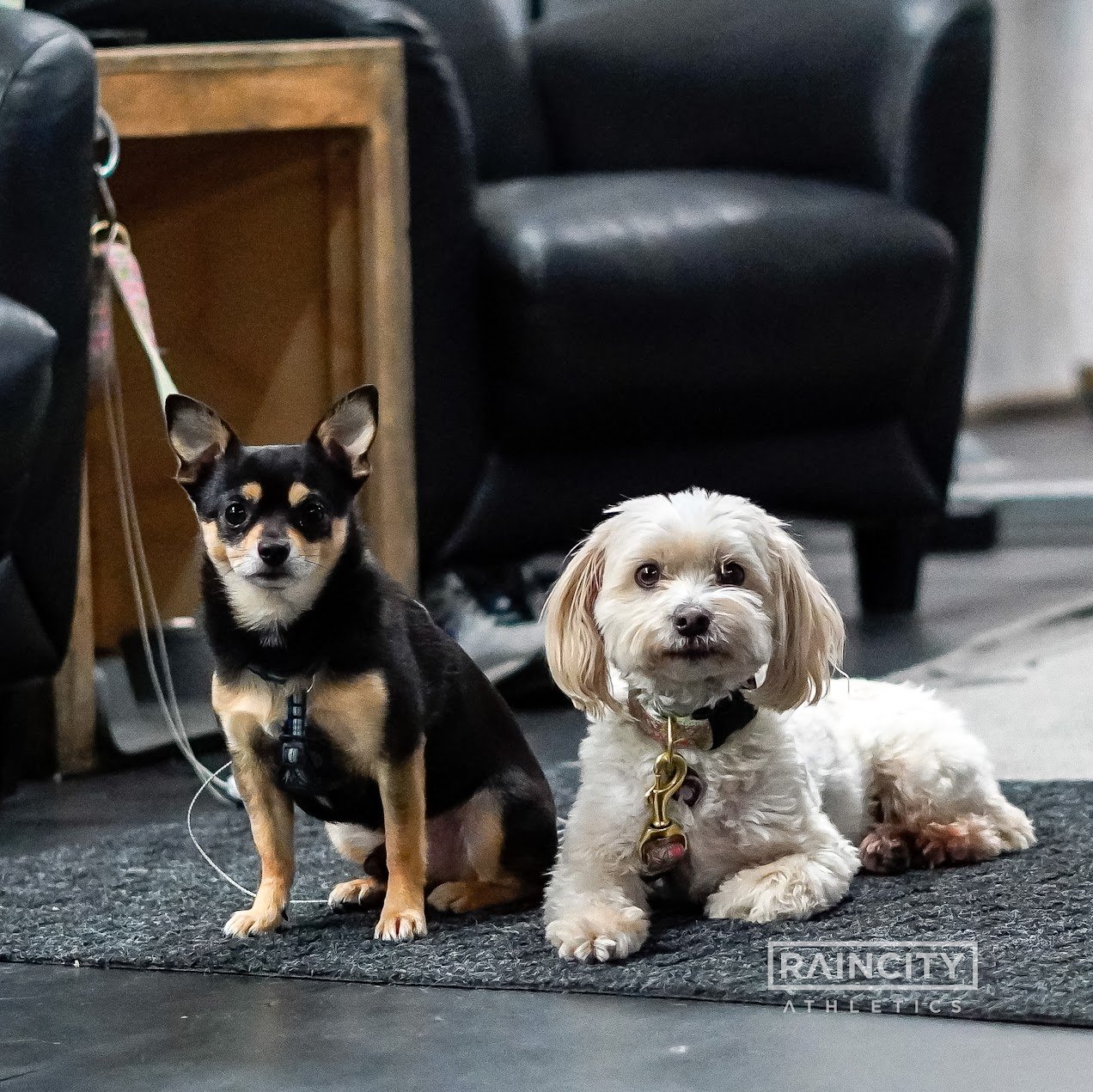 The First Decade, Raincity's Zenplanner Wrapped