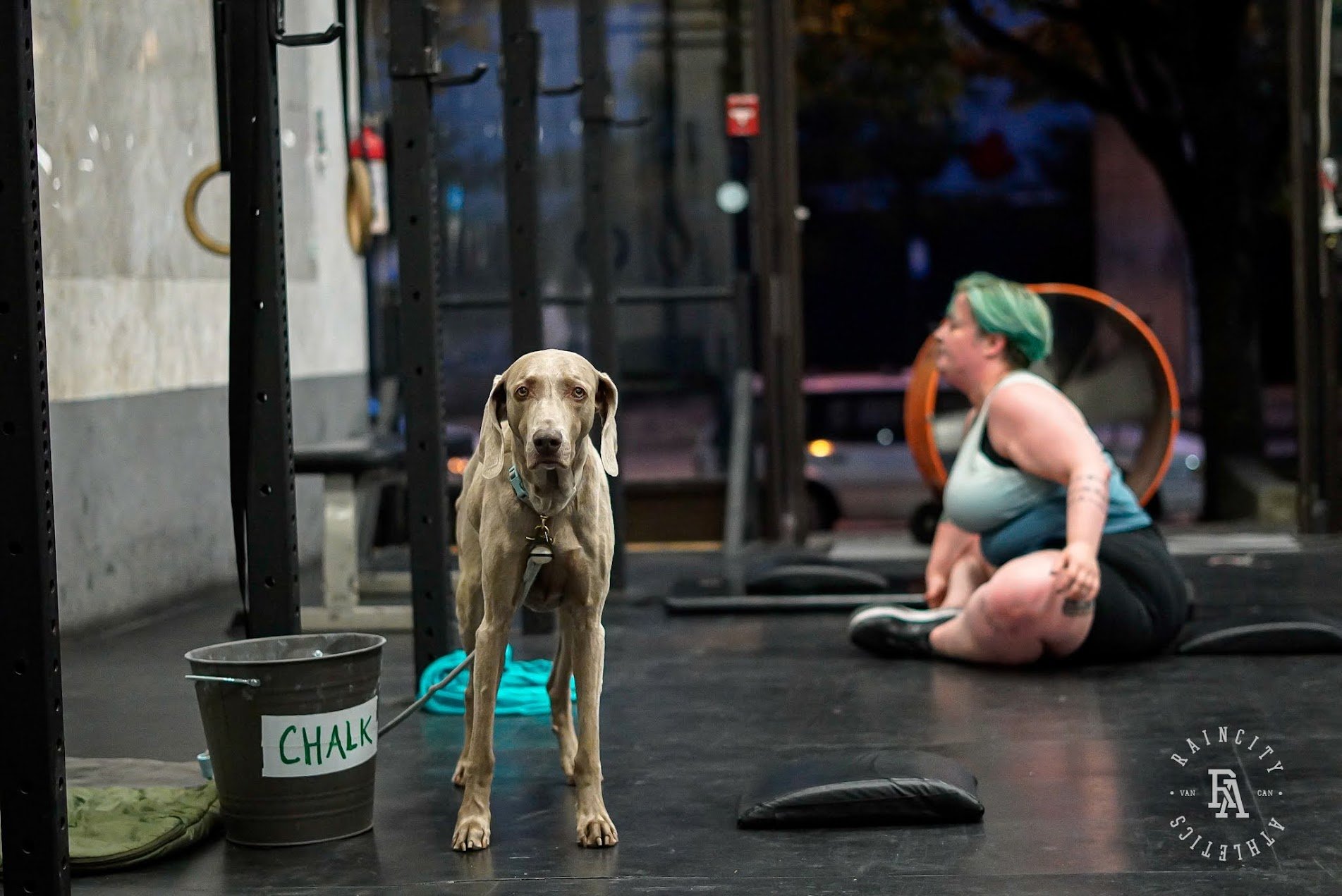 The First Decade, Raincity's Zenplanner Wrapped