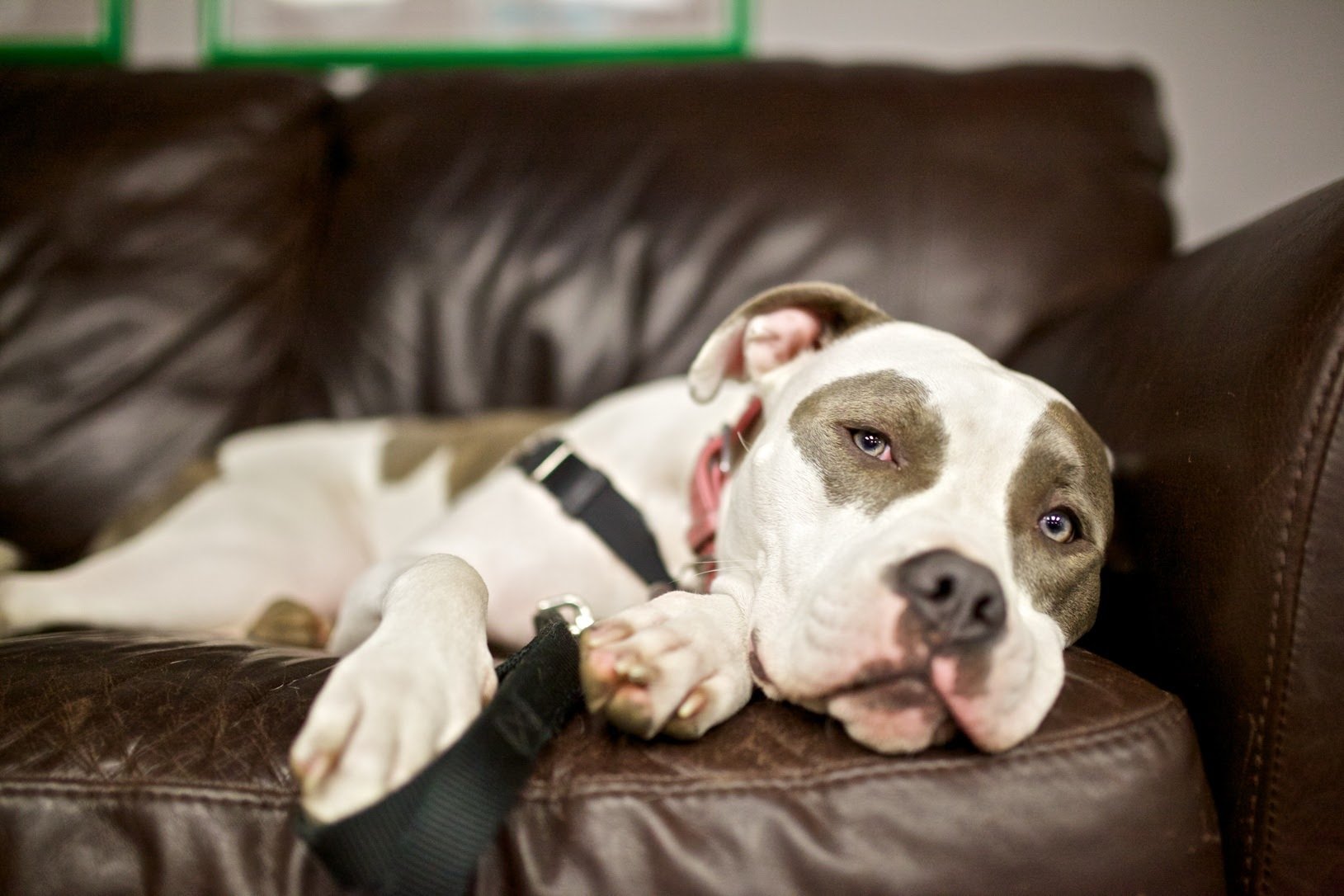 The First Decade, Raincity's Zenplanner Wrapped