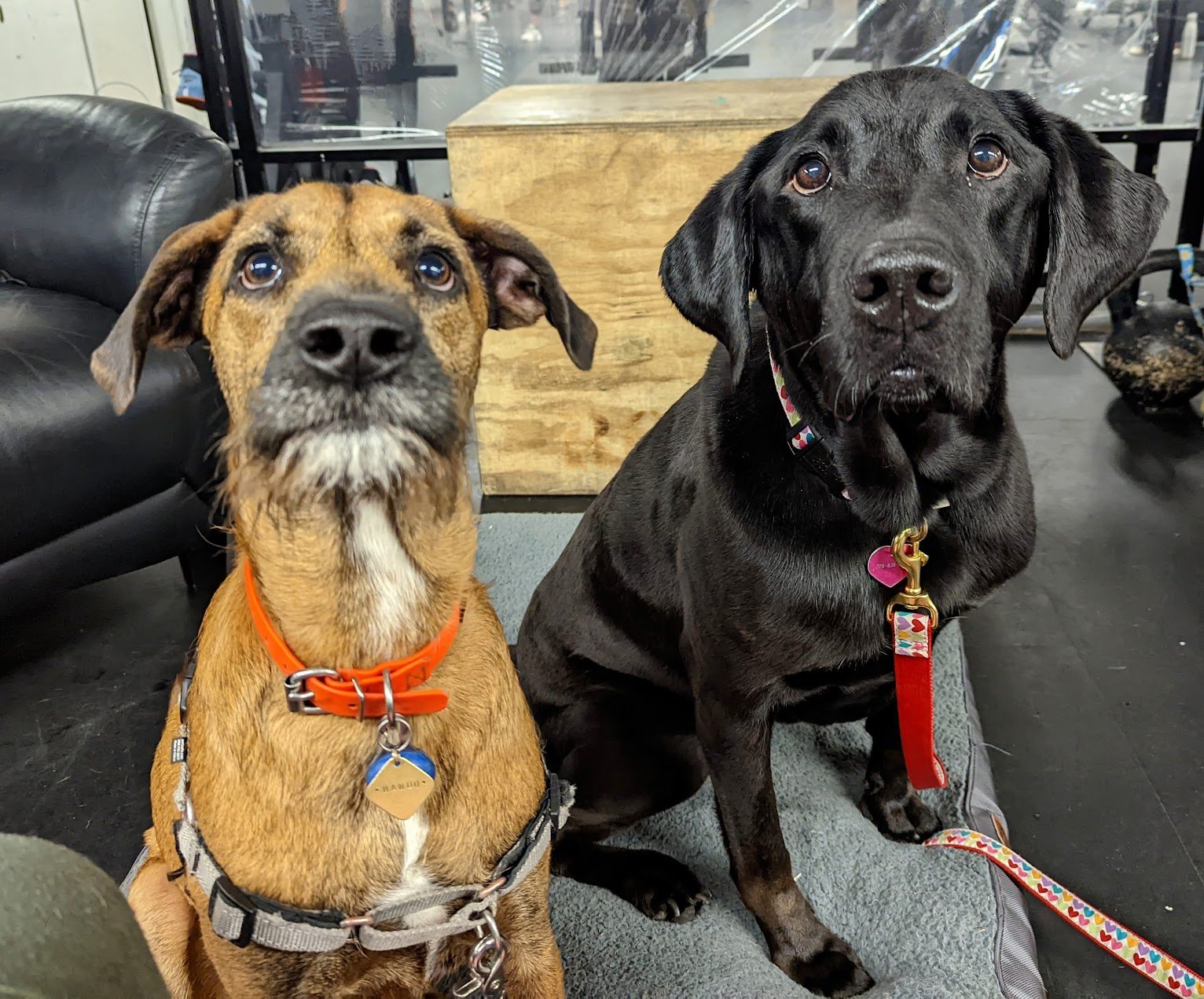 The First Decade, Raincity's Zenplanner Wrapped